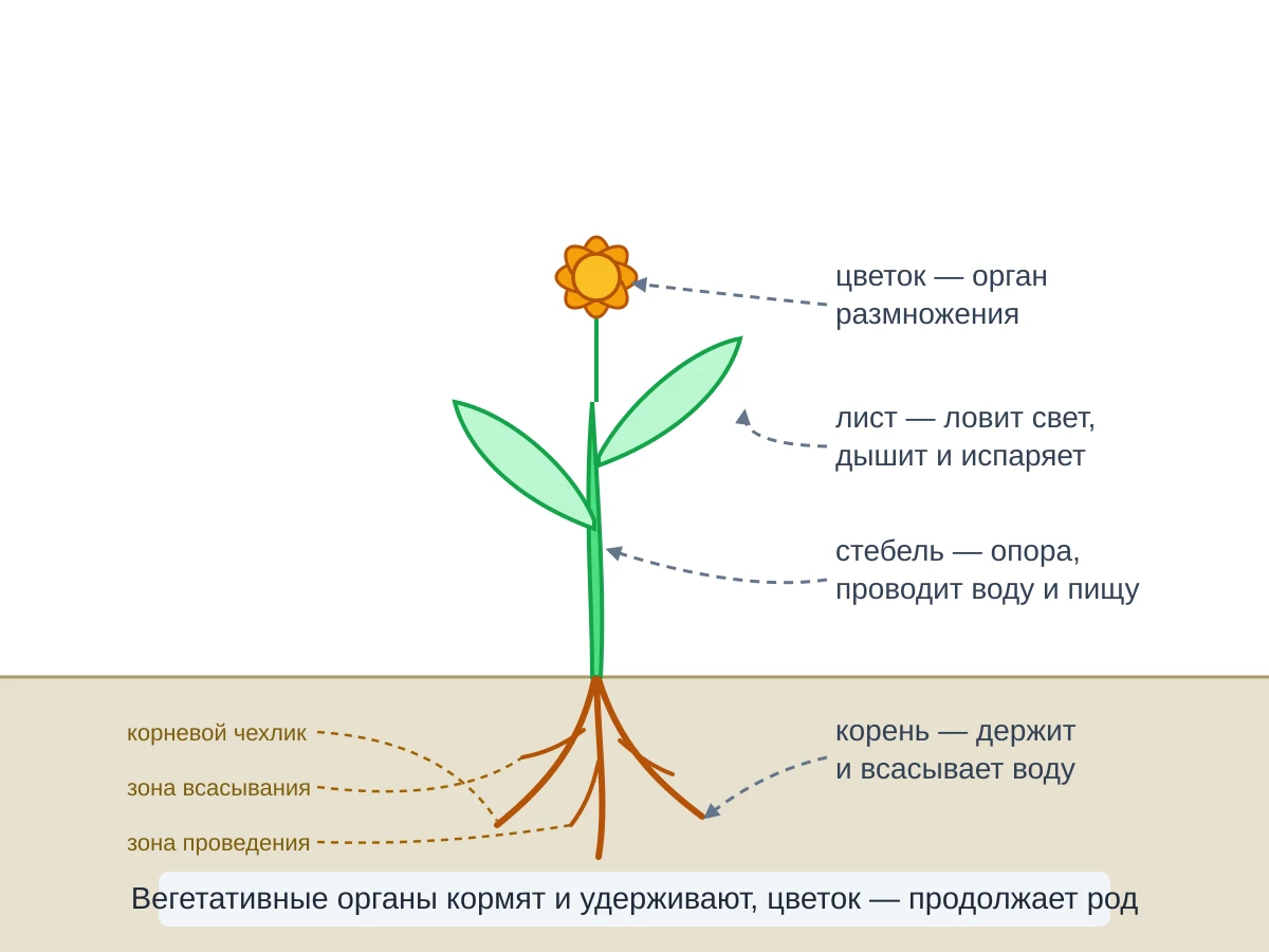 Растение и его органы: цветок, лист, стебель и корень с подписями функций