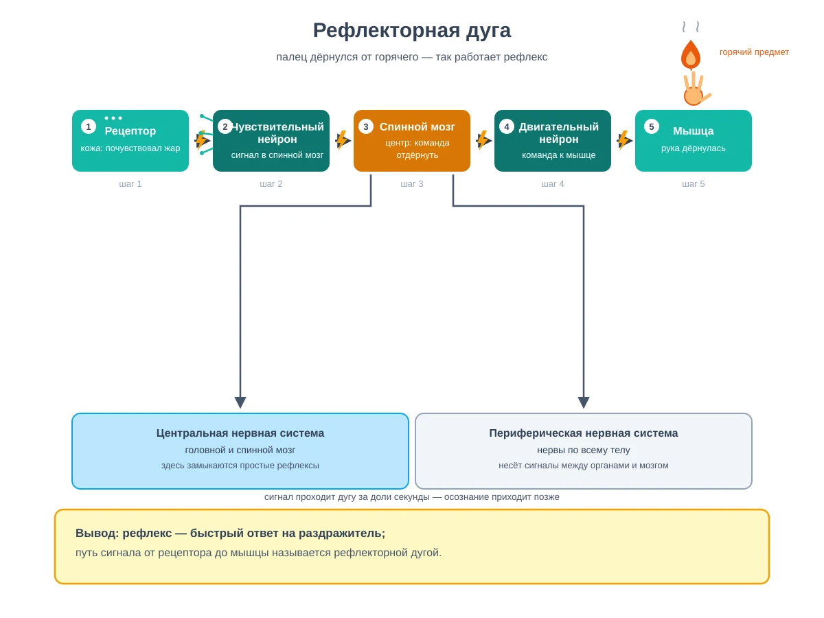 Схема «Рефлекторная дуга» для урока биологии в восьмом классе. Пять блоков в цепочку со стрелками: рецептор кожи почувствовал жар; чувствительный нейрон несёт сигнал в спинной мозг; спинной мозг как центр отдаёт команду отдёрнуть; двигательный нейрон передаёт команду мышце; мышца сокращается и рука дёргается. Сверху подпись о пальце, который дёрнулся от горячего, рядом рисунок пламени и руки. Внизу панель-развилка делит нервную систему на центральную с головным и спинным мозгом и периферическую с нервами по всему телу. Жёлтая плашка-вывод: рефлекс — быстрый ответ на раздражитель, а путь сигнала называется рефлекторной дугой.