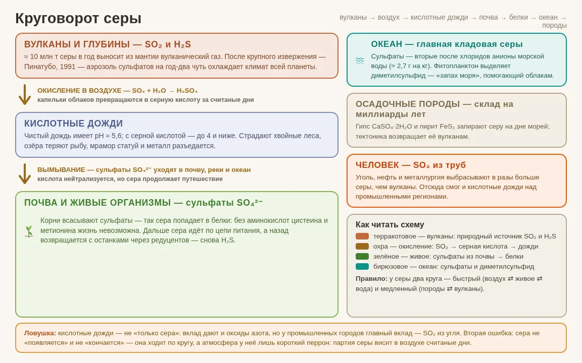 Схема круговорота серы: терракотовая панель «Вулканы и глубины» с выбросами SO₂ и H₂S (≈ 10 млн т серы в год; после Пинатубо 1991 аэрозоль сульфатов на год-два охлаждала климат), охра-стрелка окисления SO₂ + H₂O → H₂SO₄, сине-фиолетовая панель кислотных дождей (pH чистого дождя ≈ 5,6, с серной кислотой — до 4: страдают леса, озёра, мрамор и металл), стрелка вымывания сульфатов SO₄²⁻ в почву, реки и океан, зелёная панель «Почва и живые организмы» с растением — корни всасывают сульфаты, сера попадает в белки через аминокислоты цистеин и метионин; справа бирюзовая панель океана (сульфаты ≈ 2,7 г на кг воды, диметилсульфид фитопланктона — «запах моря»), серая панель осадочных пород — гипс CaSO₄·2H₂O и пирит FeS₂, оранжевая панель «Человек — SO₂ из труб» в разы больше вулканов, легенда «Как читать схему» и плашка-ловушка: кислотные дожди дают и оксиды азота.