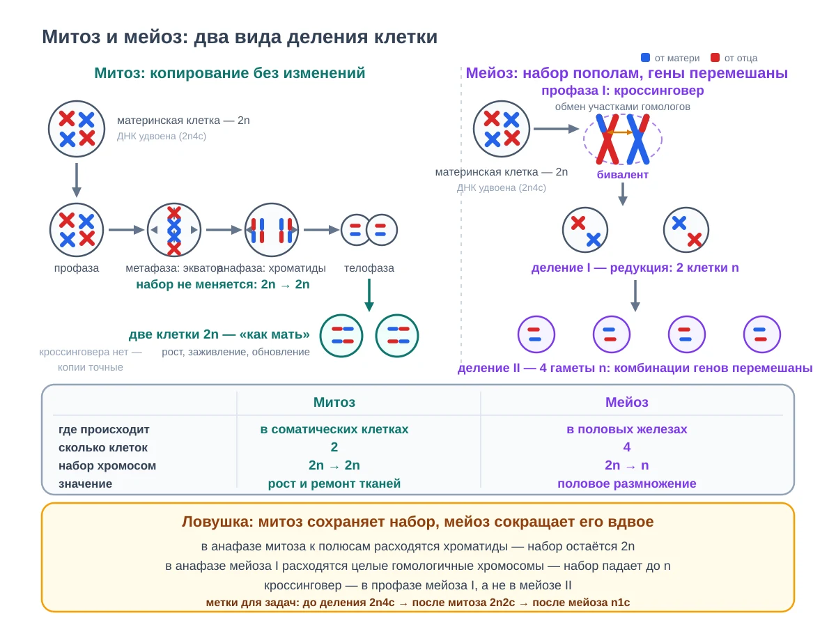 Сравнение митоза и мейоза: слева материнская клетка с двумя парами хромосом проходит фазы профазы, метафазы на экваторе, анафазы и телофазы и даёт две одинаковые клетки с полным набором, справа мейоз с кроссинговером в профазе первого деления и двумя делениями подряд, в конце четыре разные клетки с половинным набором, внизу сравнительная таблица и ловушка про набор хромосом